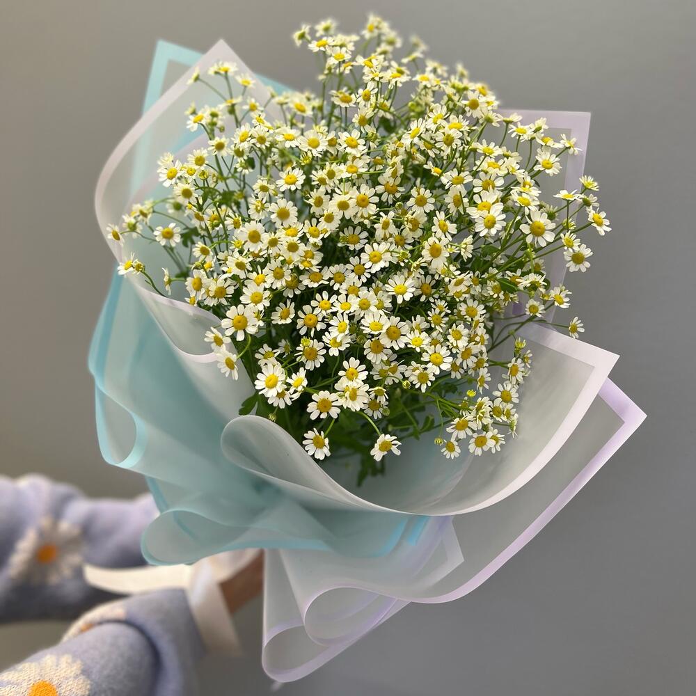 Ромашка на воздушной подушке Ромашка на воздушной подушке