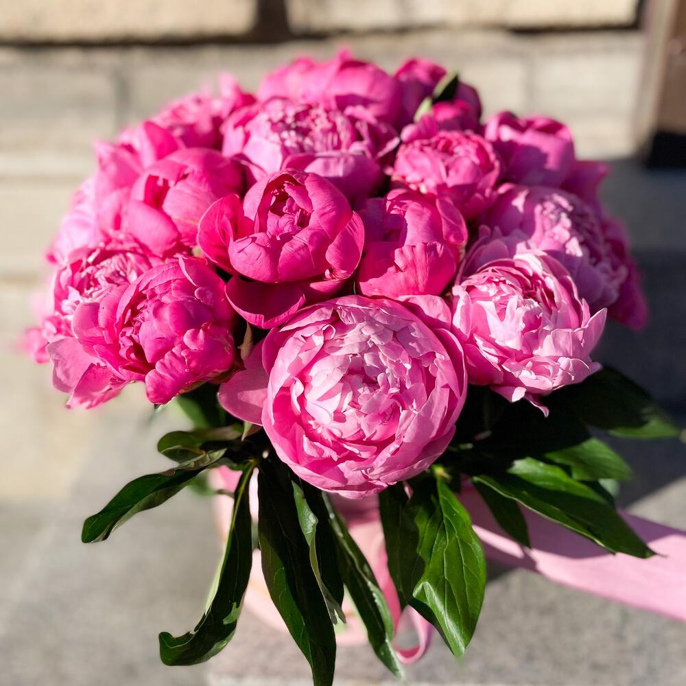 Пионы «клубничное мороженное» Пионы «клубничное мороженное»