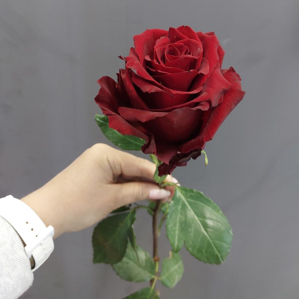 Роза Эквадор Explorer 70 см Роза Эквадор Explorer 70 см