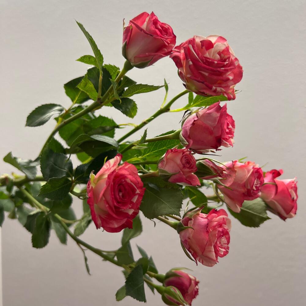 Роза кустовая фаерфокс 60 см Роза кустовая фаерфокс 60 см