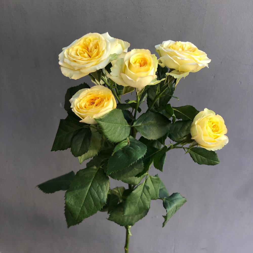 Роза кустовая пионовидная Роза кустовая пионовидная