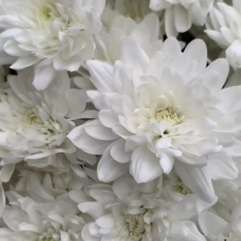 Пышный букет белых кустовых хризантем Пышный букет белых кустовых хризантем