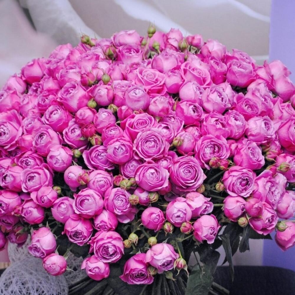 Букет из 51кустоввх роз Мисти Баблс